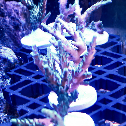 bouture d'acropora