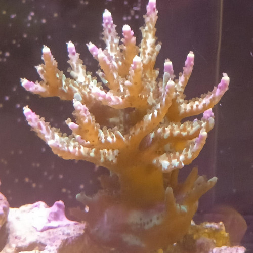bouture d'acropora