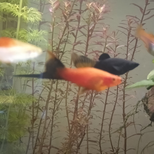 Guppys Molly