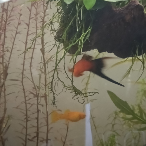 Guppys Molly