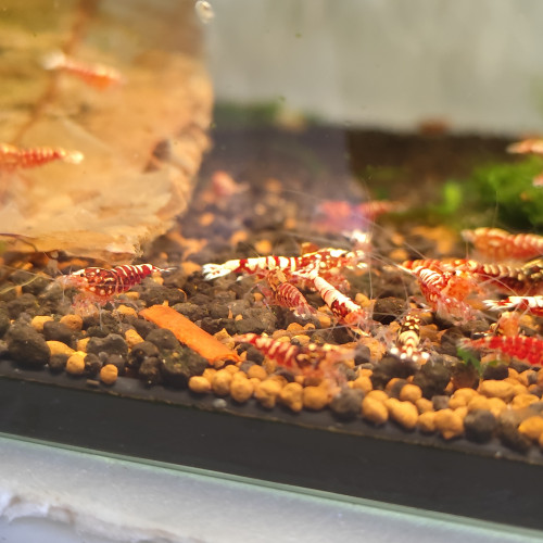 Fishbone Galaxy red