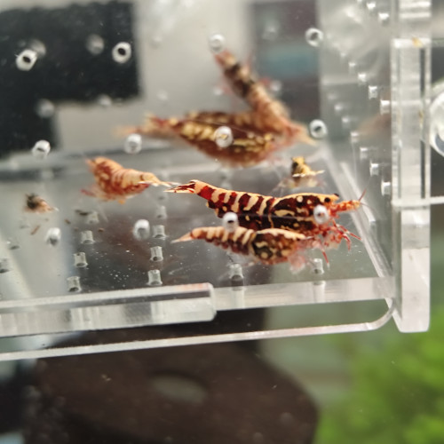Fishbone Galaxy red