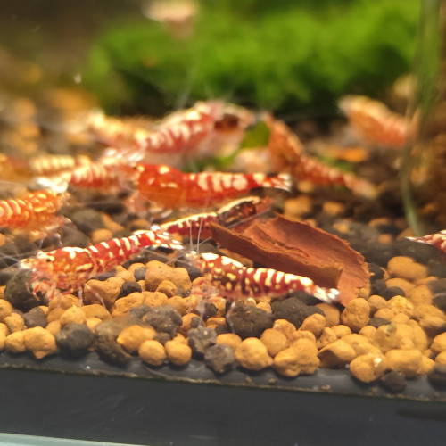 Fishbone Galaxy red