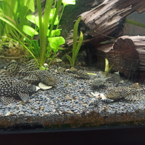 Ancistrus