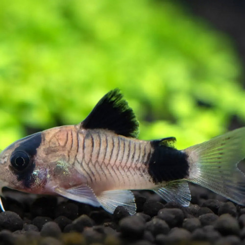 Corydoras Panda (environ 2cm - 2,5cm)