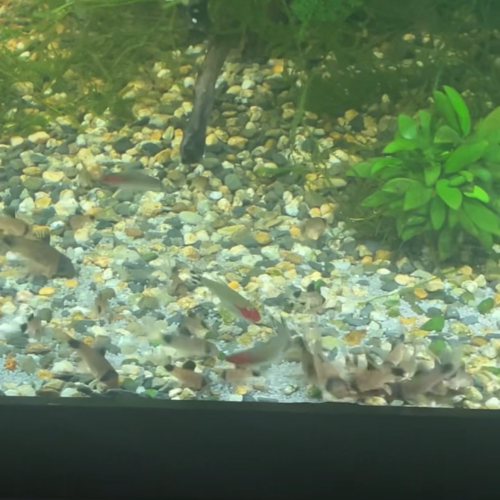 Corydoras Panda (environ 2cm - 2,5cm)