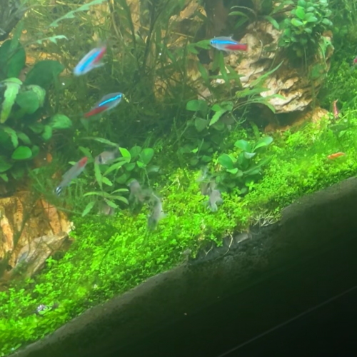 Corydoras Panda (environ 2cm - 2,5cm)