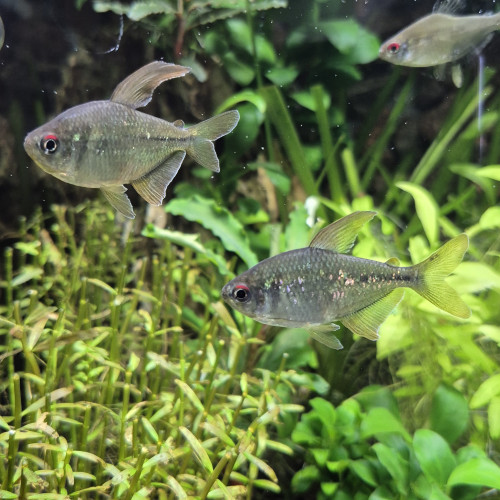 3 Moenkhausia pietteri