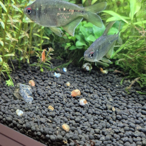 3 Moenkhausia pietteri