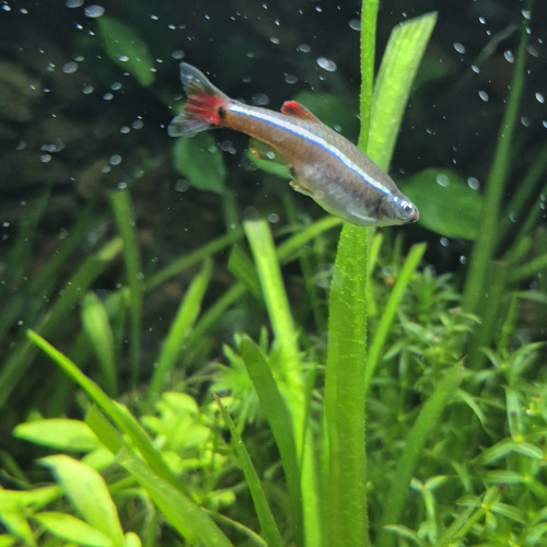 Tanichtys albonubes