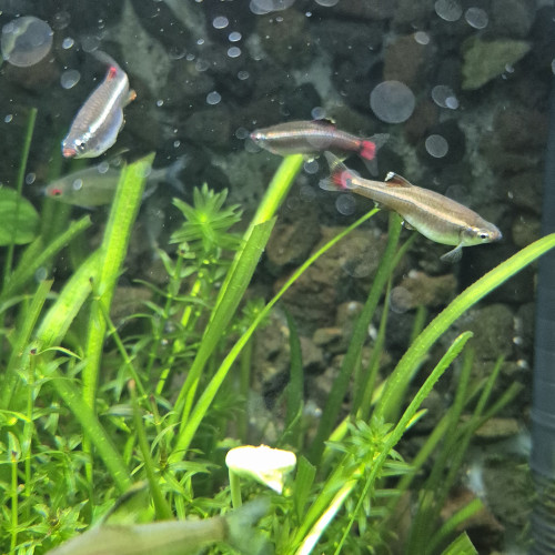 Tanichtys albonubes