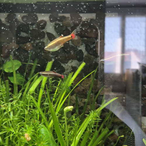 Tanichtys albonubes