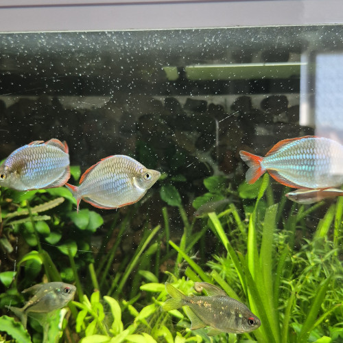 Melanotaenia praecox