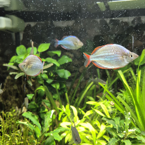 Melanotaenia praecox