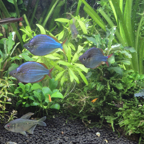 Melanotaenia praecox