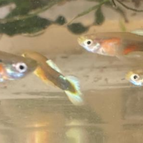 Endler Arc en ciel