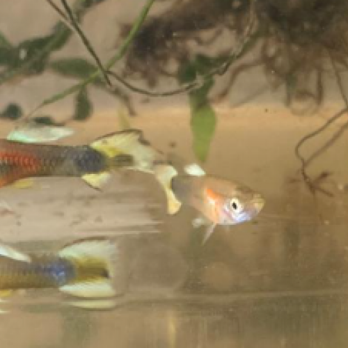 Endler Arc en ciel