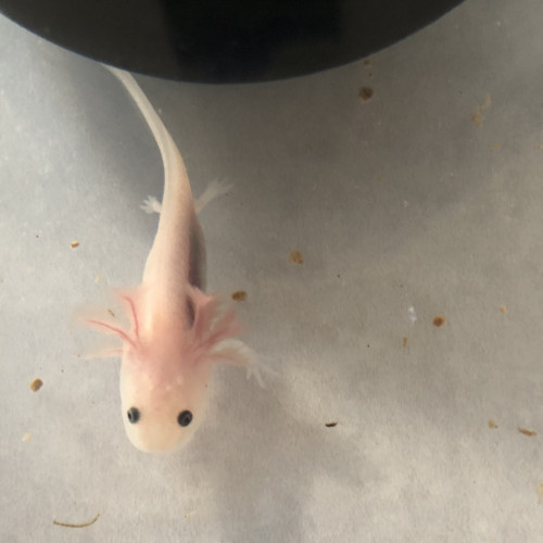 Jeunes Axolotls
