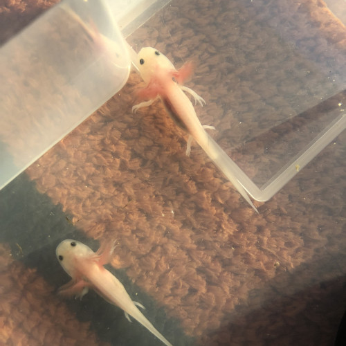 Jeunes Axolotls