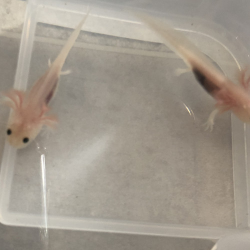 Jeunes Axolotls