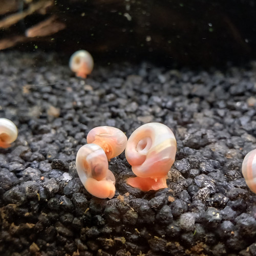Planorbes roses
