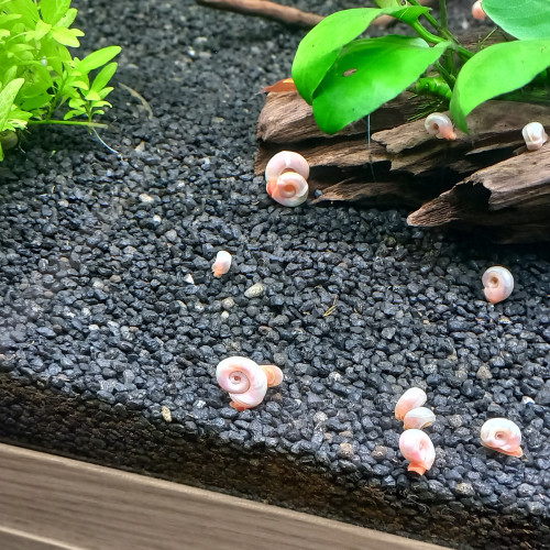 Planorbes roses