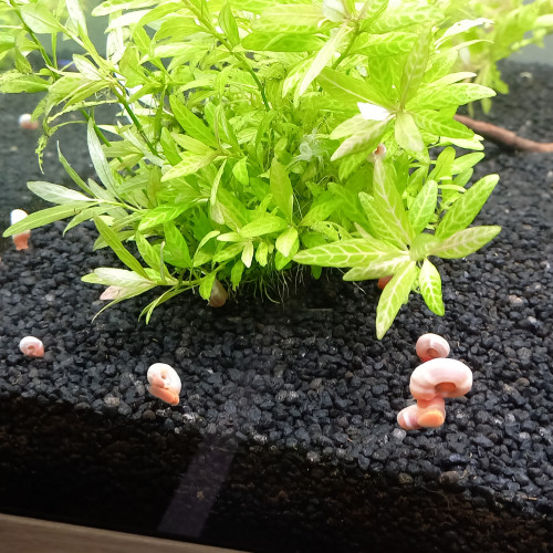Planorbes roses