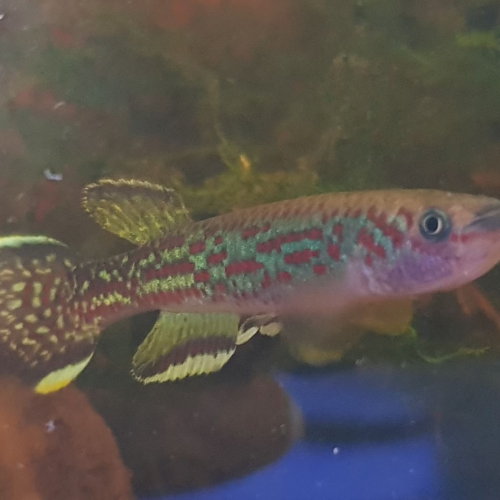 Oeuf Fundulopanchax Marmoratus Bakossi Camp ADL 13-37