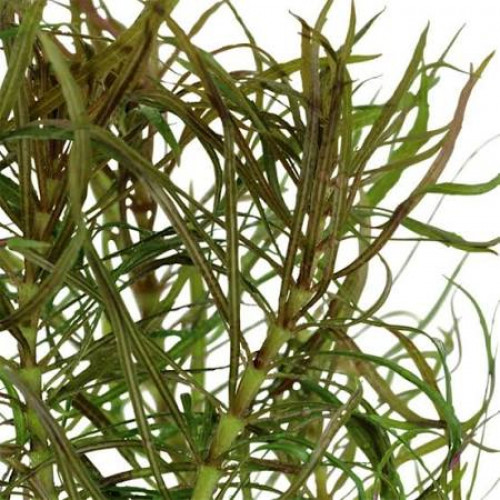 POGOSTEMON STELLATUS SP.