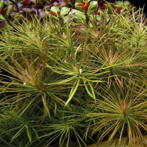 POGOSTEMON STELLATUS SP.