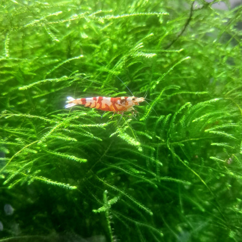 Crevette fancy tiger red