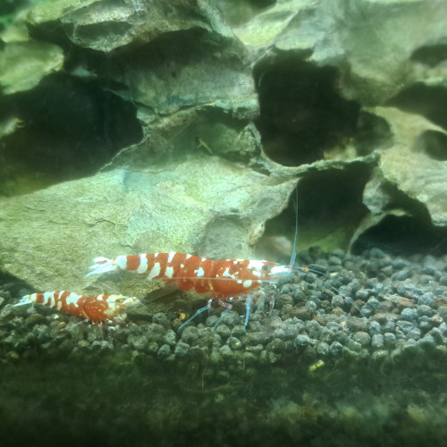 Crevette fancy tiger red