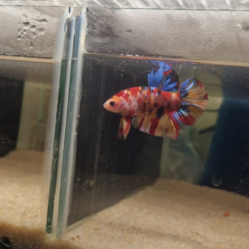 Betta plakat giant repro perso
