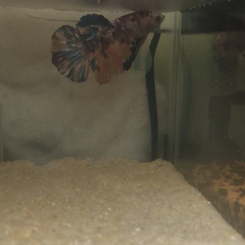 Betta plakat giant repro perso