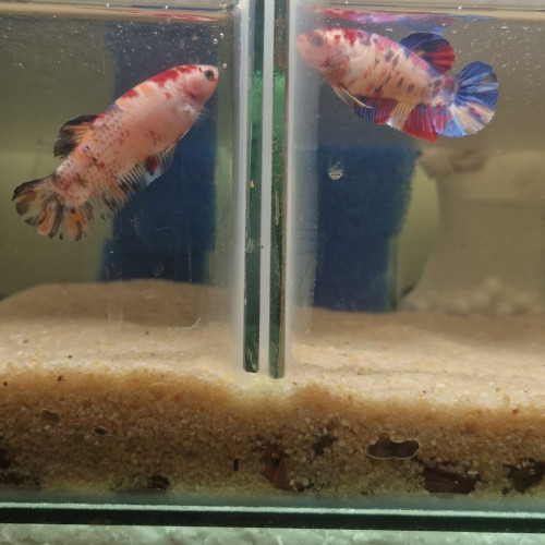 Betta plakat giant repro perso