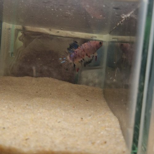 Betta plakat giant repro perso