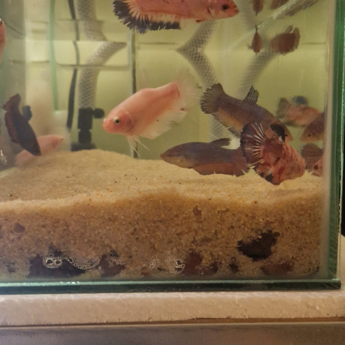 Betta plakat giant repro perso