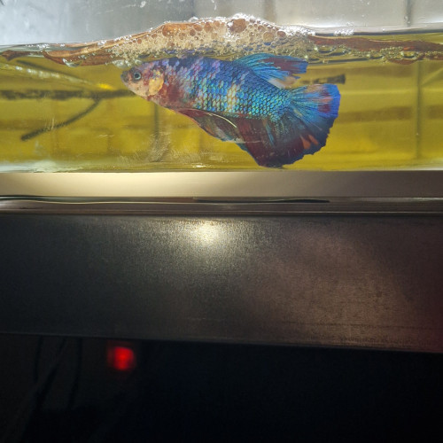 Betta plakat giant repro perso