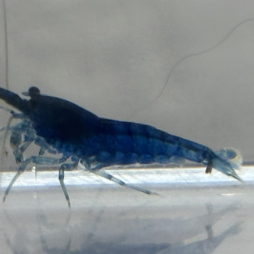 Neocaridina Blue dream