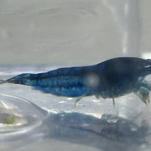 Neocaridina Blue dream