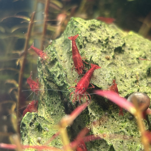 Neocaridina red fire