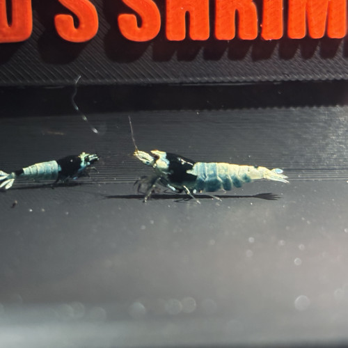 Caridina morsura blue shadow