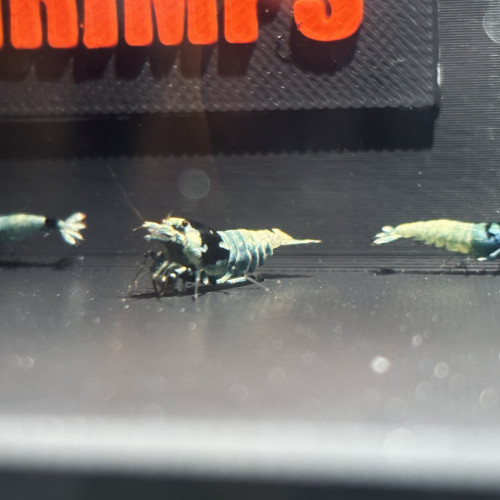 Caridina morsura blue shadow