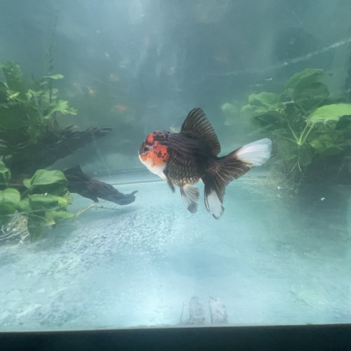 Oranda tête de lion