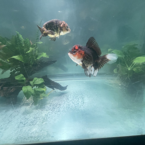 Oranda tête de lion