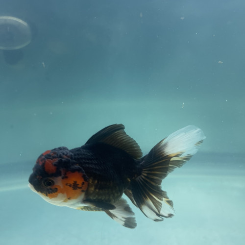 Oranda tête de lion