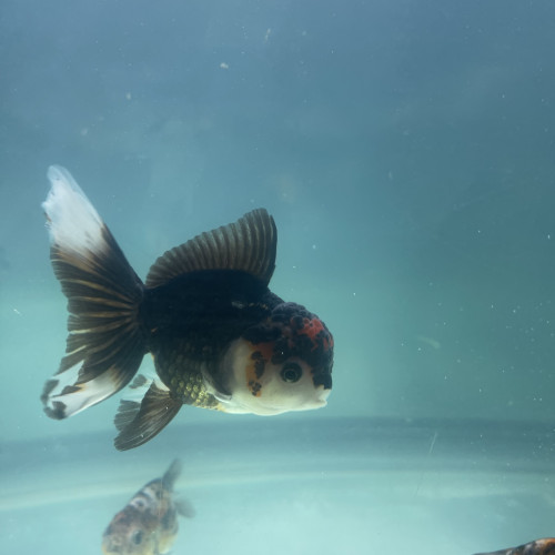 Oranda tête de lion