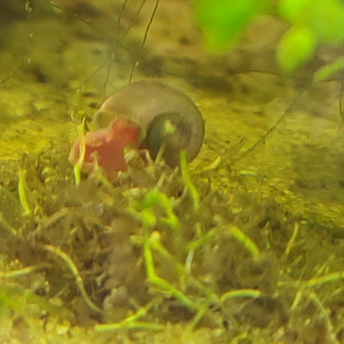 Planorbes dorés/rouges