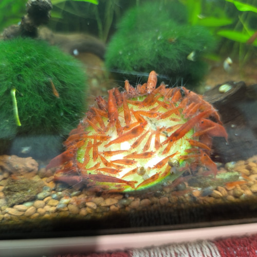 Crevettes red Cherry en très bonne forme ☺️