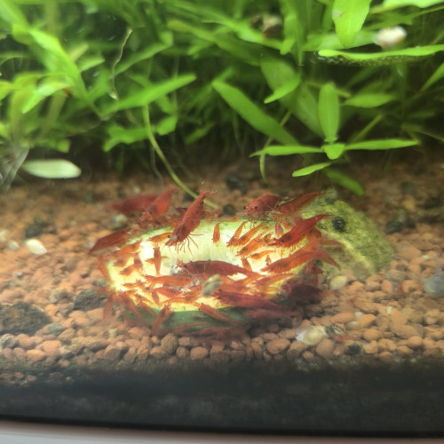 Crevettes red Cherry en très bonne forme ☺️